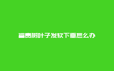 富贵树叶子发软下垂怎么办