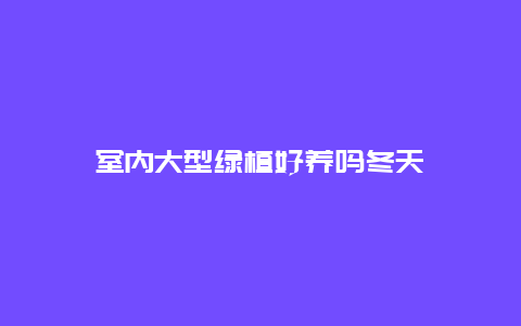 室内大型绿植好养吗冬天