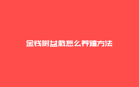 金钱树盆栽怎么养殖方法