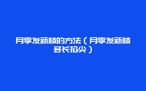 月季发新枝的方法（月季发新枝多长掐尖）