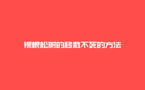 裸根松树的移栽不死的方法