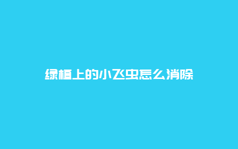 绿植上的小飞虫怎么消除