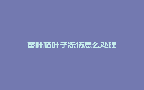 琴叶榕叶子冻伤怎么处理