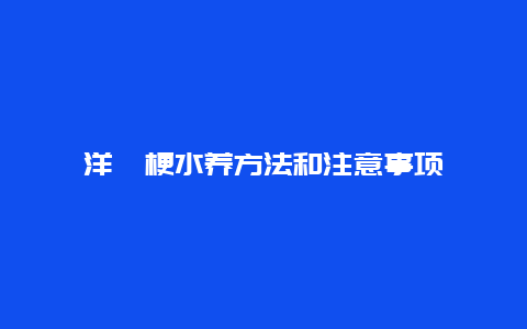 洋桔梗水养方法和注意事项