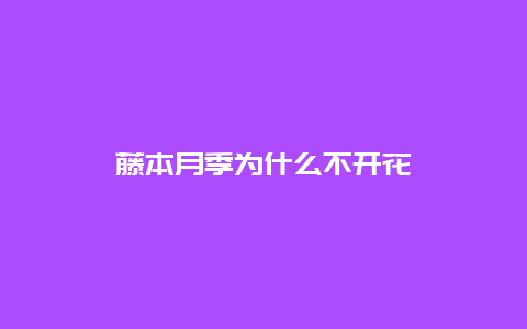 藤本月季为什么不开花