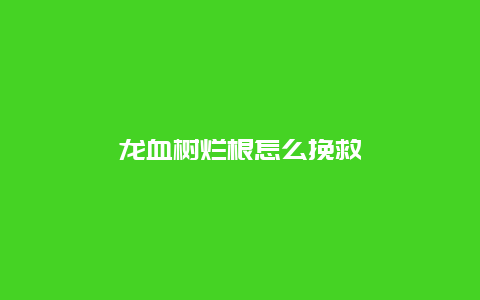 龙血树烂根怎么挽救