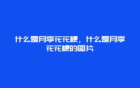 什么是月季花花梗，什么是月季花花梗的图片