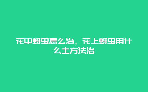 花中蚜虫怎么治，花上蚜虫用什么土方法治