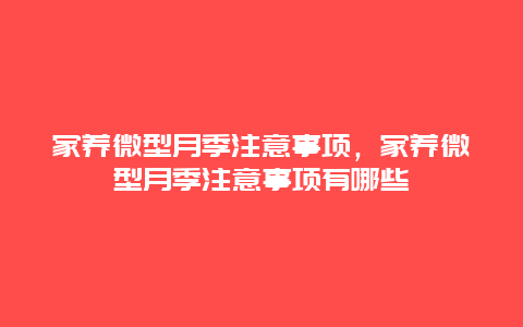 家养微型月季注意事项，家养微型月季注意事项有哪些