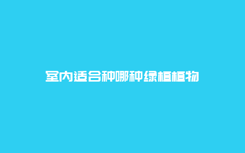 室内适合种哪种绿植植物