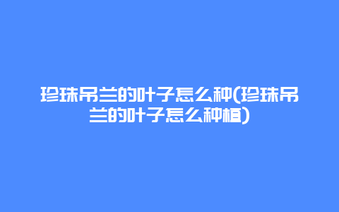 珍珠吊兰的叶子怎么种(珍珠吊兰的叶子怎么种植)