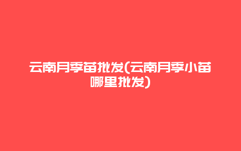 云南月季苗批发(云南月季小苗哪里批发)