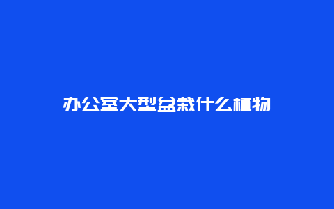 办公室大型盆栽什么植物