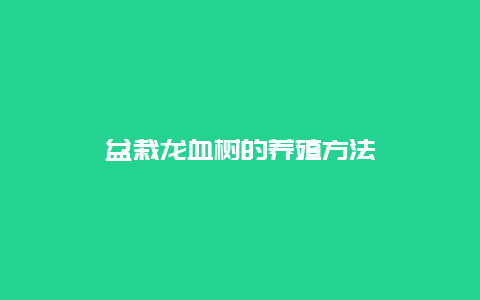 盆栽龙血树的养殖方法