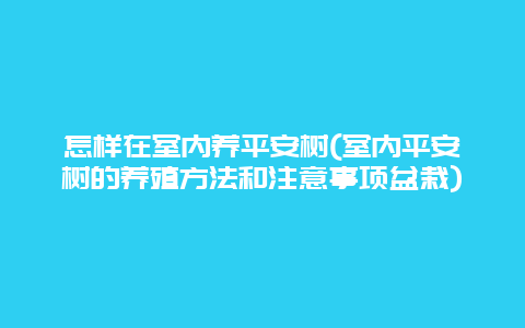 怎样在室内养平安树(室内平安树的养殖方法和注意事项盆栽)