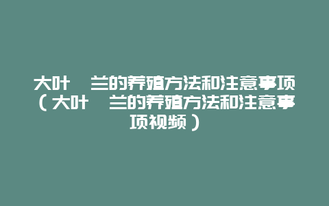 大叶蕙兰的养殖方法和注意事项（大叶蕙兰的养殖方法和注意事项视频）