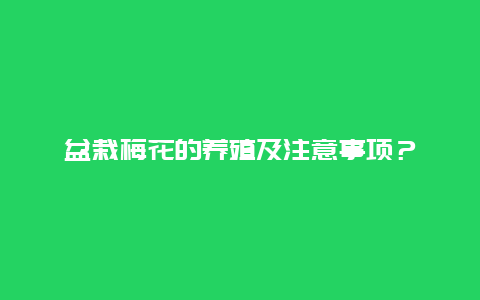 盆栽梅花的养殖及注意事项？