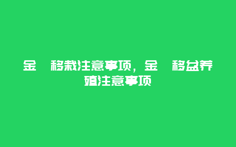 金桔移栽注意事项，金桔移盆养殖注意事项