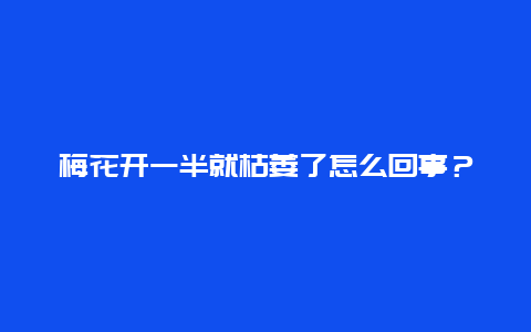 梅花开一半就枯萎了怎么回事？