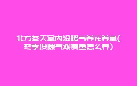 北方冬天室内没暖气养花养鱼(冬季没暖气观赏鱼怎么养)