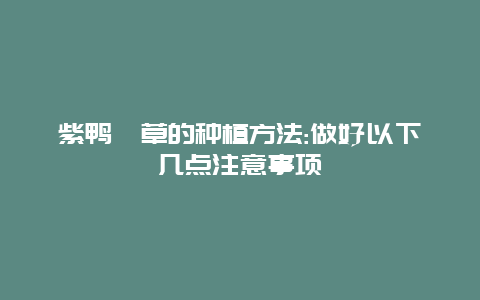 紫鸭跖草的种植方法:做好以下几点注意事项