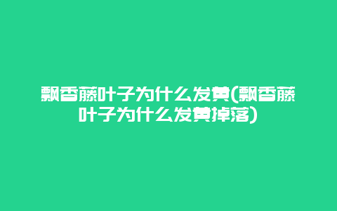 飘香藤叶子为什么发黄(飘香藤叶子为什么发黄掉落)