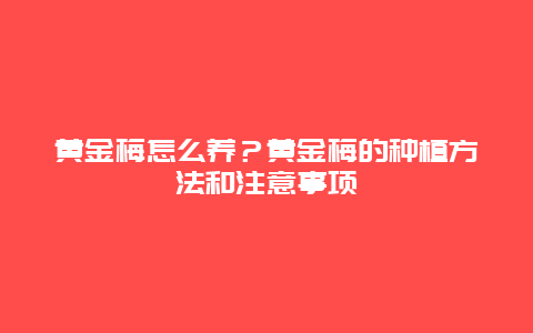 黄金梅怎么养？黄金梅的种植方法和注意事项