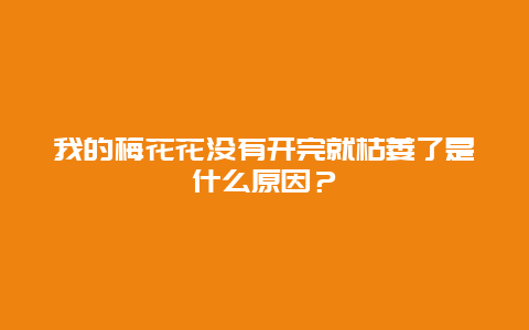 我的梅花花没有开完就枯萎了是什么原因？