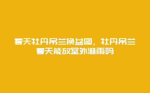 春天牡丹吊兰换盆图，牡丹吊兰春天能放室外淋雨吗