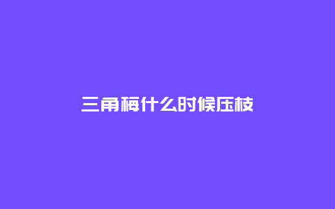 三角梅什么时候压枝