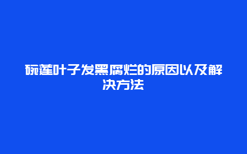 碗莲叶子发黑腐烂的原因以及解决方法