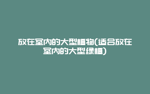 放在室内的大型植物(适合放在室内的大型绿植)