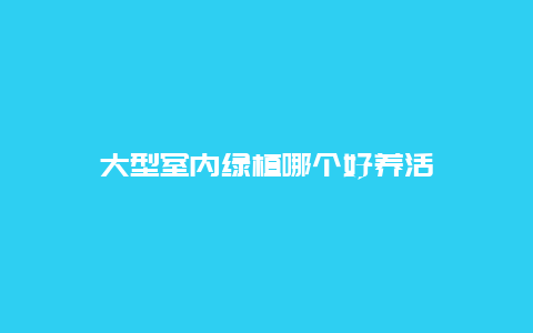 大型室内绿植哪个好养活