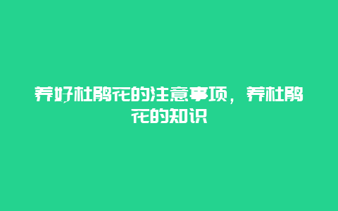 养好杜鹃花的注意事项，养杜鹃花的知识