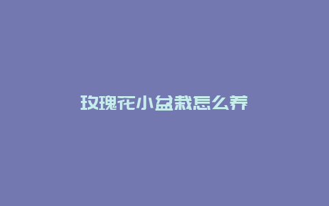 玫瑰花小盆栽怎么养