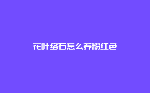 花叶络石怎么养粉红色