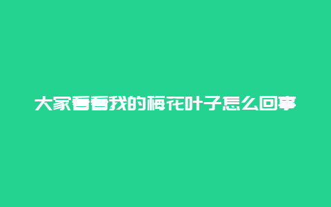 大家看看我的梅花叶子怎么回事