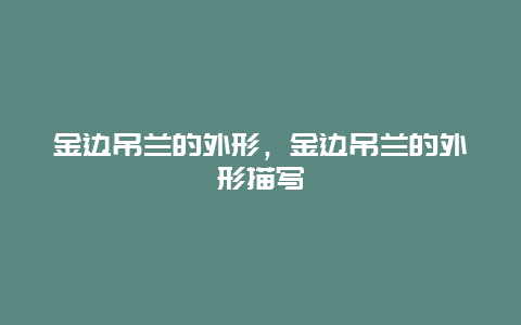 金边吊兰的外形，金边吊兰的外形描写