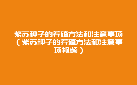 紫苏种子的养殖方法和注意事项（紫苏种子的养殖方法和注意事项视频）