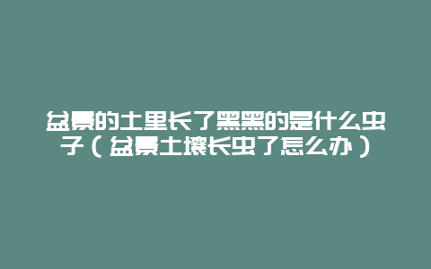 盆景的土里长了黑黑的是什么虫子（盆景土壤长虫了怎么办）