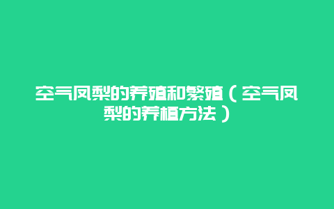 空气凤梨的养殖和繁殖（空气凤梨的养植方法）