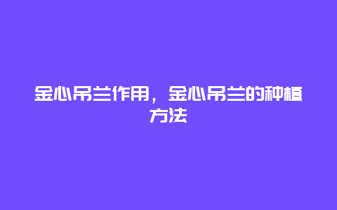 金心吊兰作用，金心吊兰的种植方法