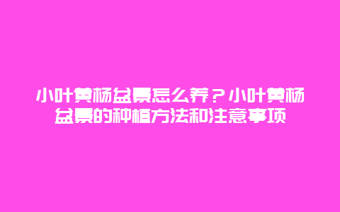 小叶黄杨盆景怎么养？小叶黄杨盆景的种植方法和注意事项