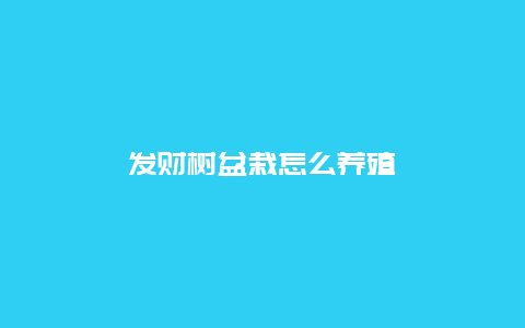 发财树盆栽怎么养殖