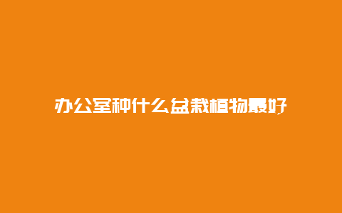 办公室种什么盆栽植物最好