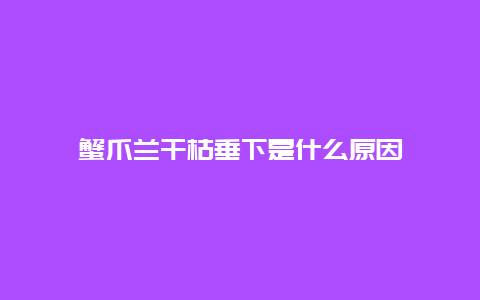 蟹爪兰干枯垂下是什么原因