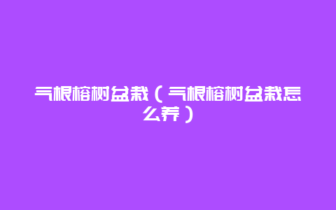 气根榕树盆栽（气根榕树盆栽怎么养）