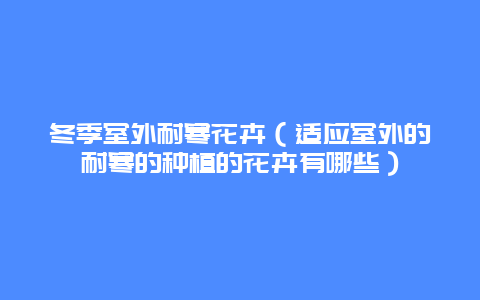 冬季室外耐寒花卉（适应室外的耐寒的种植的花卉有哪些）