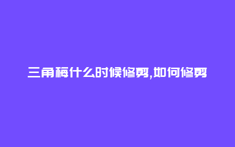 三角梅什么时候修剪,如何修剪