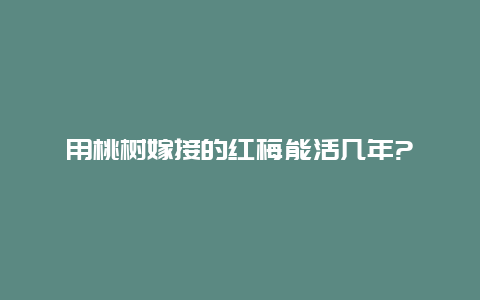 用桃树嫁接的红梅能活几年?